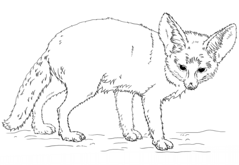 Fennec Fox Coloring Page